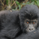 Image: A.J.Plumptre/WCS